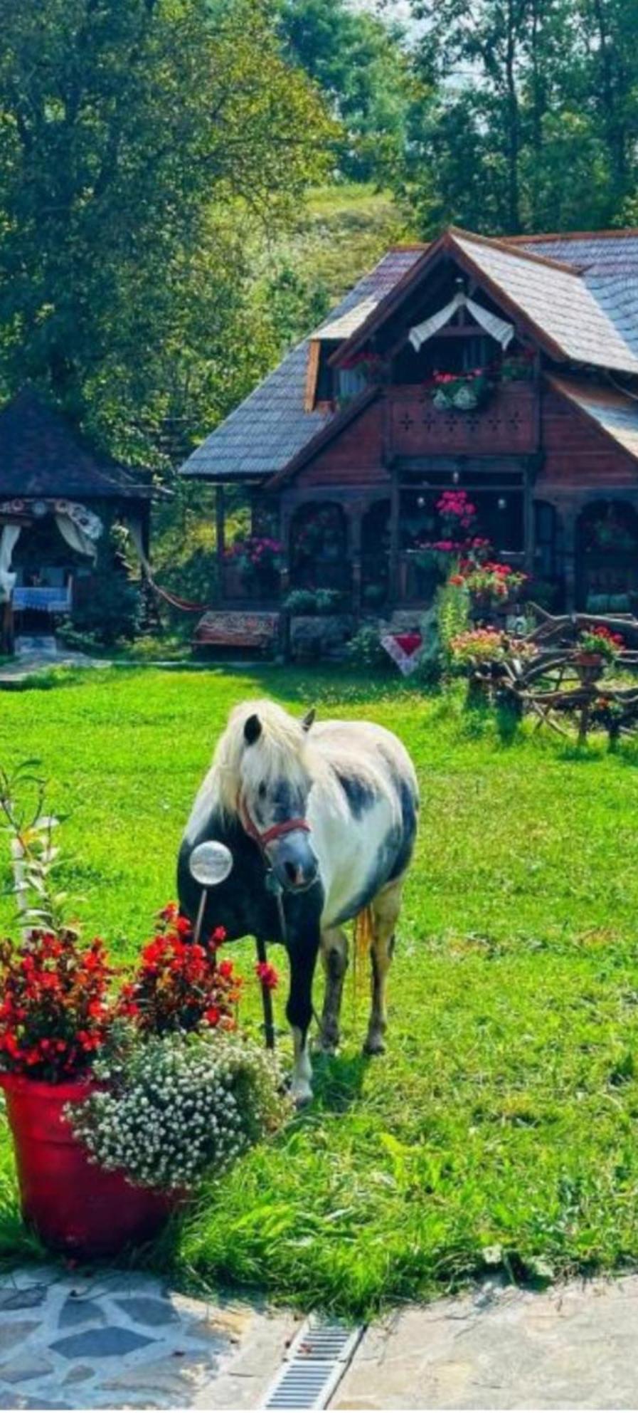 Pensiunea Rustic Oncesti Buitenkant foto